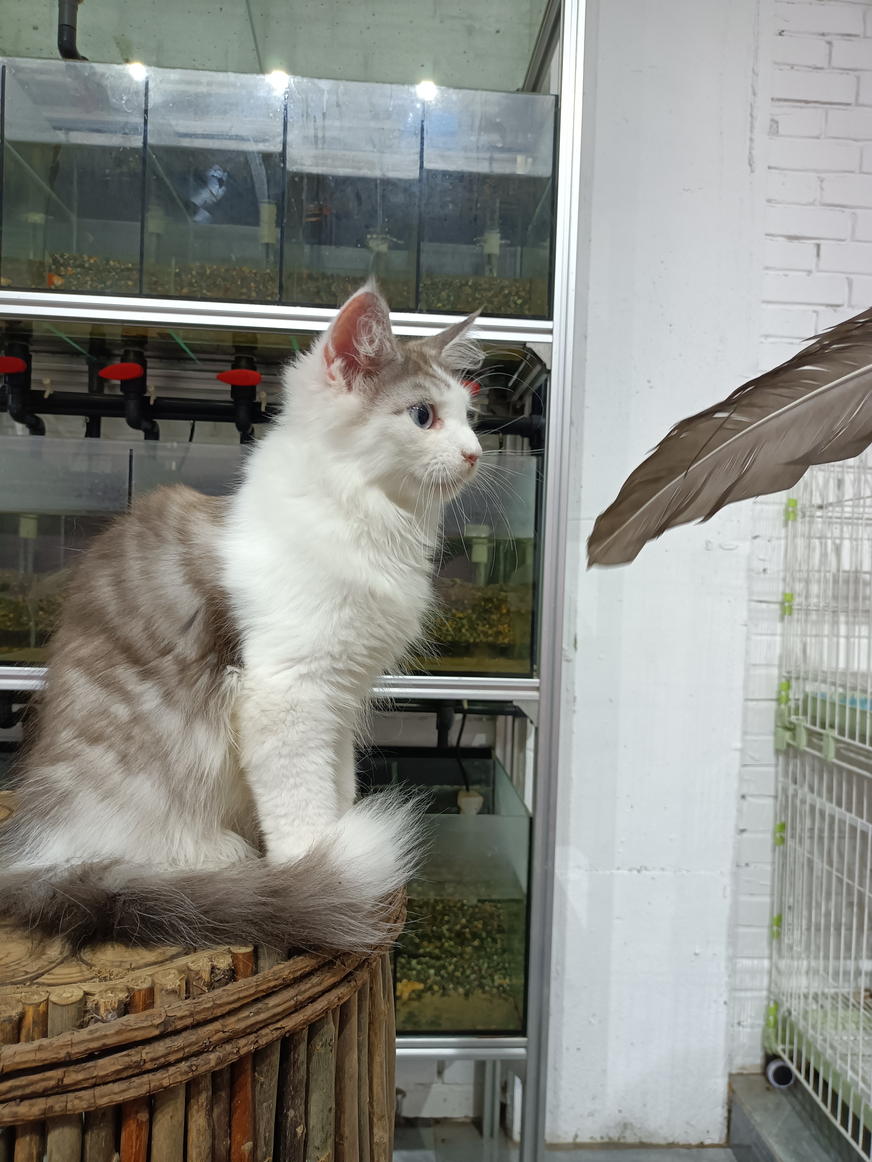 双蓝眼银白缅因猫